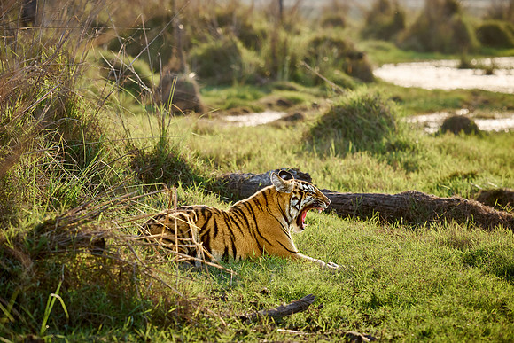 Bengal tiger cub (Panthera tigris tigris)