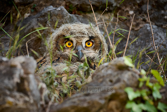 Eurasian eagle-owl (Bubo bubo), youngster on a rock
