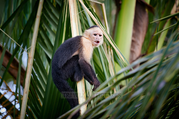 Panamanian white-faced capuchin (Cebus imitator)|