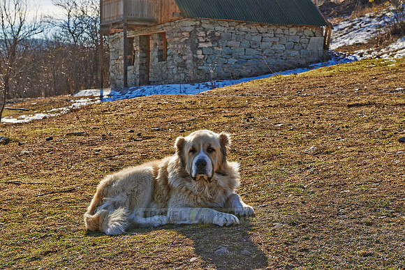 caucasian sheepdog