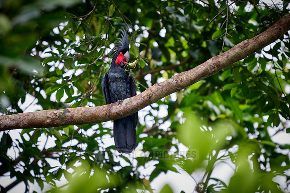 palm cockatoo (Probosciger aterrimus), also known as the goliath cockatoo or great black cockatoo