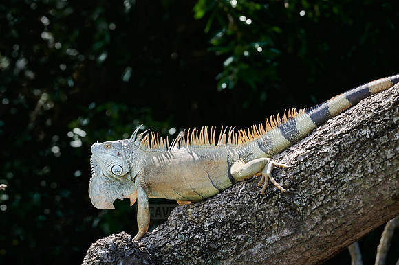 male green iguana