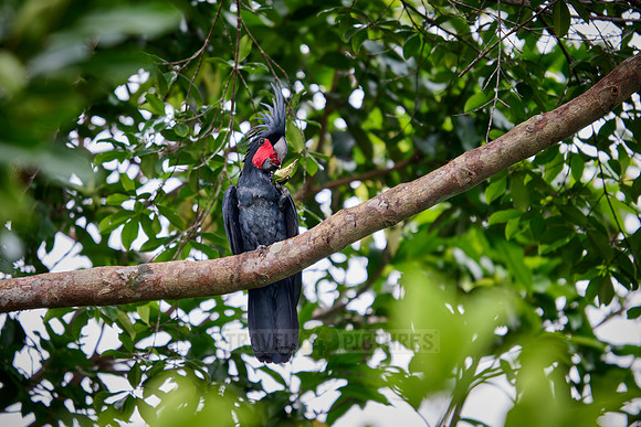 palm cockatoo (Probosciger aterrimus), also known as the goliath cockatoo or great black cockatoo