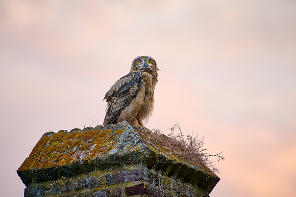Eurasian eagle-owl (Bubo bubo), youngster on a a wall