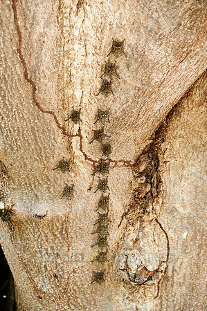 Proboscis bats or long-nosed bats (Rhynchonycteris naso)
