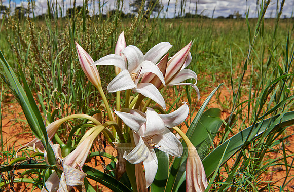 lily flower in landscape