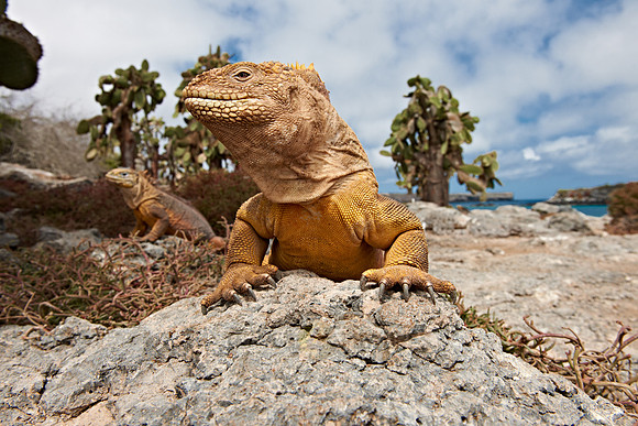 Galapagos Land Iguana