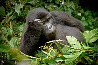 young eating mountain gorilla