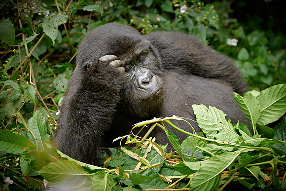 young eating mountain gorilla