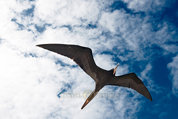 flying Frigatebird