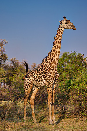 Thornicroft's giraffe (Giraffa camelopardalis thornicrofti)