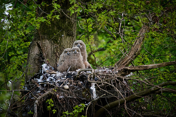 Eurasian eagle-owl (Bubo bubo), Chicks in a nest on a tree