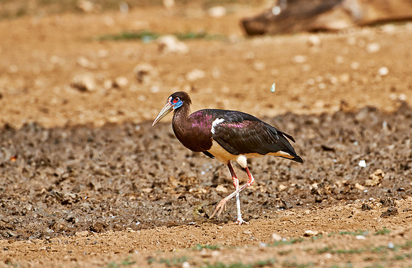 Abdim's Stork