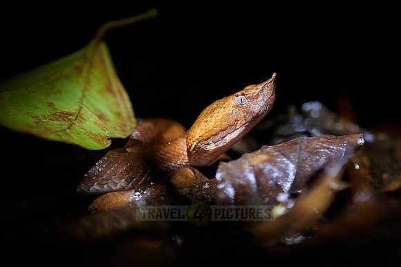 poisonous rainforest hognosed pitviper