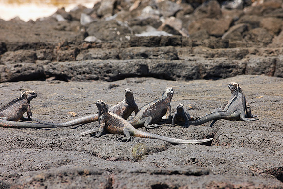 Marine Iguana, Amblyrhynchus cristatus