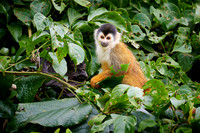 Central American squirrel monkey or red-backed squirrel monkey