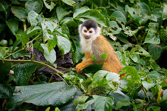 Central American squirrel monkey or red-backed squirrel monkey
