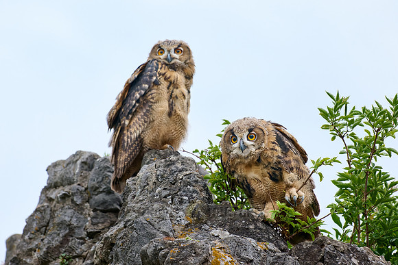 Eurasian eagle-owl (Bubo bubo), two youngster on a rock