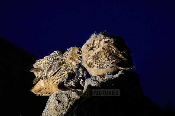 Eurasian eagle-owl (Bubo bubo) feeding youngster