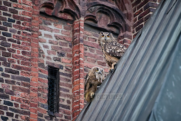 Eurasian eagle-owl feeds fledling with a rat on a church