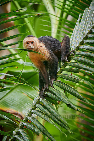 Panamanian white-faced capuchin (Cebus imitator)