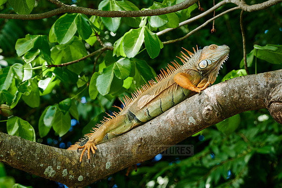 male green iguana