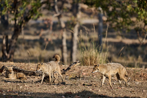 Indian golden jackal or common jackal (Canis aureus)