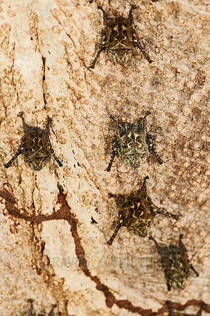Proboscis bats or long-nosed bats (Rhynchonycteris naso)