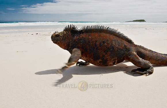Marine Iguana, Amblyrhynchus cristatus