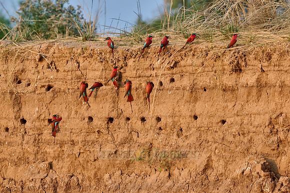 Kolonie Karminspinte (Merops nubicus) |southern carmine bee-eater (Merops nubicoides)|