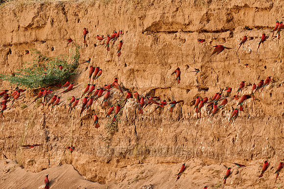 Kolonie Karminspinte (Merops nubicus) |southern carmine bee-eater (Merops nubicoides)|