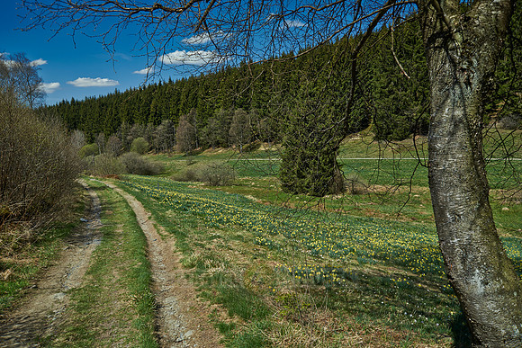 wild yellow Narcissus  or Daffodils (Narcissus pseudonarcissus)