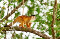 Central American squirrel monkey or red-backed squirrel monkey
