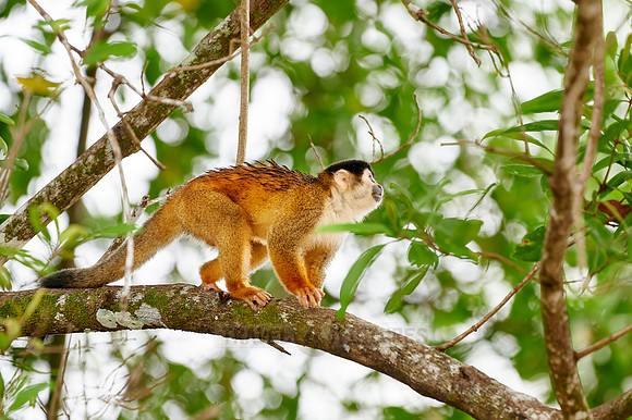 Central American squirrel monkey or red-backed squirrel monkey