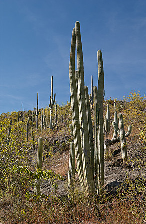 landscape with cacti