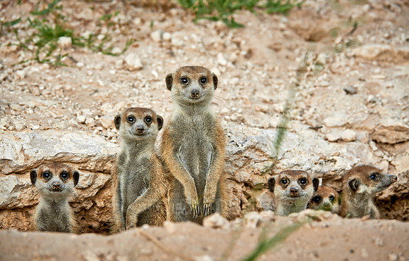meerkat or suricate, Suricata suricatta