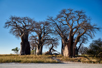 Baines Baobabs
