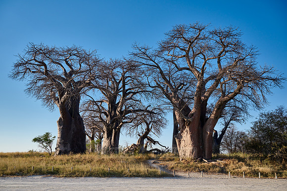 Baines Baobabs