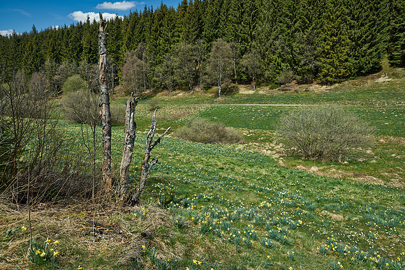 wild yellow Narcissus  or Daffodils (Narcissus pseudonarcissus)