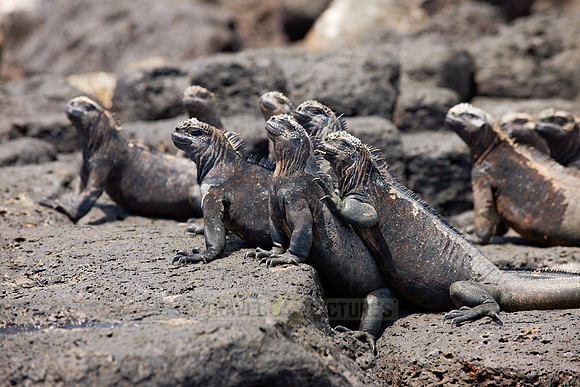 Marine Iguana, Amblyrhynchus cristatus