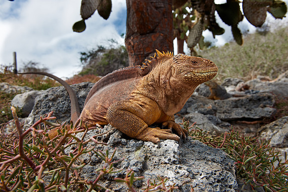 Galapagos Land Iguana
