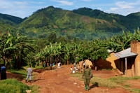 Gorilla trekking