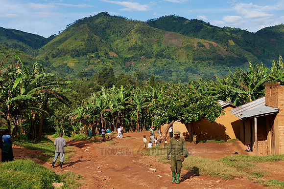 Gorilla trekking