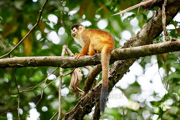 Central American squirrel monkey or red-backed squirrel monkey