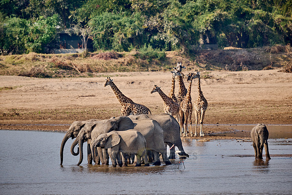 Afrikanischer Elefant (Loxodonta africana) Thornicroft-Giraffen (Giraffa camelopardalis thornicrofti) |African bush elephant (Loxodonta africana) Thornicroft's giraffes (Giraffa camelopardalis thornic