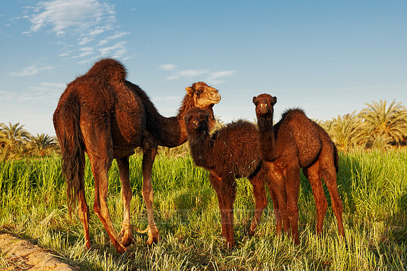 black Arabian camels