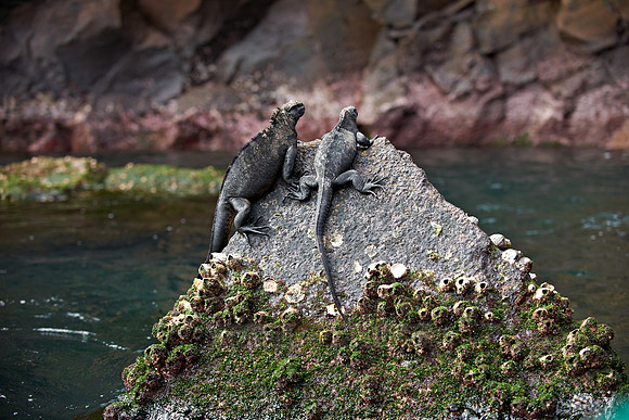 Marine Iguana, Amblyrhynchus cristatus