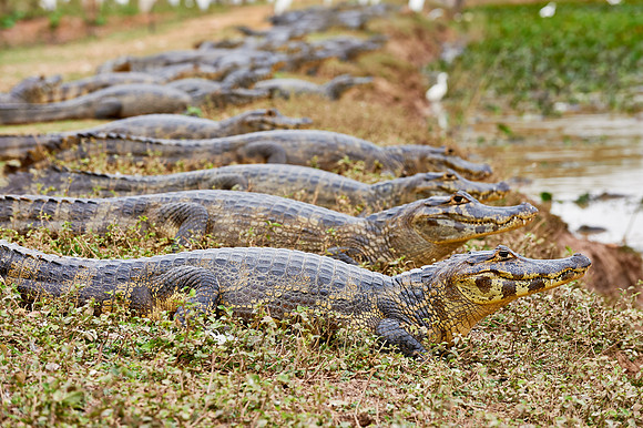 huge group yacare caiman