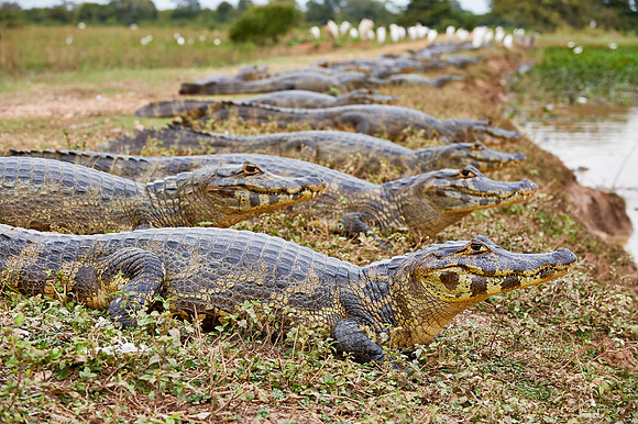 huge group yacare caiman