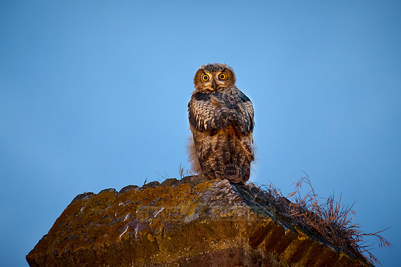 Eurasian eagle-owl (Bubo bubo), youngster on a a wall